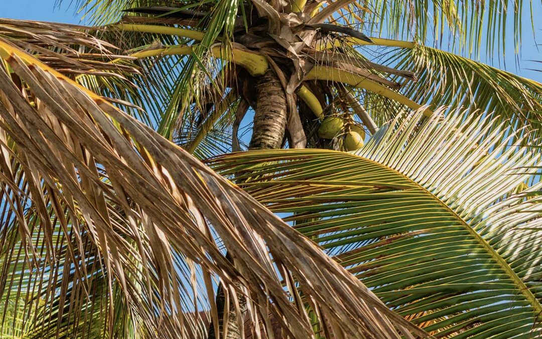Specialists in Palm Tree Felling in the Province of Barcelona