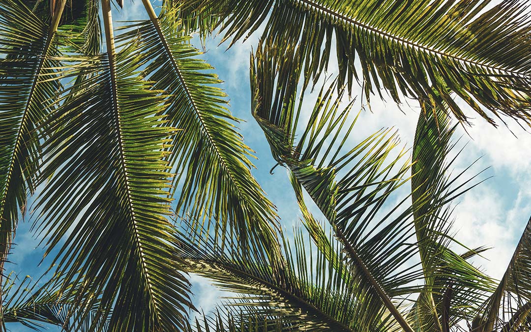 Importance of Regular Palm Tree Pruning